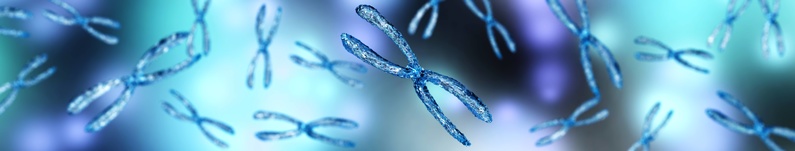 chromosomes